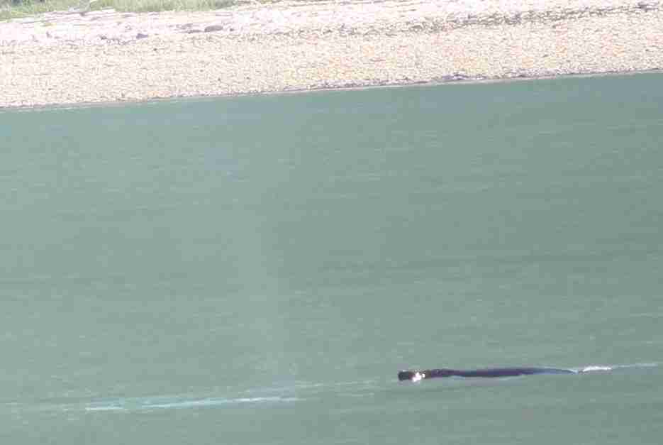 2019-06-21 ALCAN AMHS Haineto Juneau whale.jpg